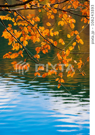 colorful foliage in autumn forest. foliage above the rippled water with reflections. beautiful nature background 106243893