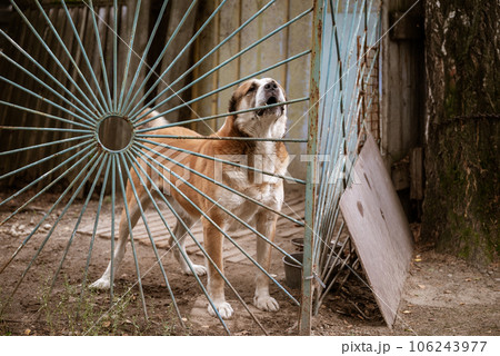 dog Alabai behind the fence guards the territory of a country house. The concept of animal care and rabies prevention dog Alabai behind the fence guards the territory of a country house. The concept of animal care and rabies prevention 106243977