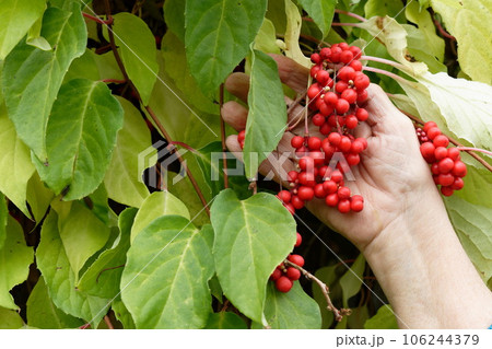 Chinese magnolia, Chinese lemongrass. A sprig of lemongrass berr 106244379