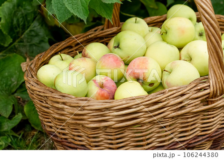 Large basket with fresh apples, autumn orchard harvest 106244380