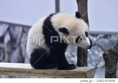 遊具の上を散歩する優浜 106245989