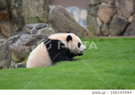 お散歩中の優浜 お散歩中の優浜 106245994