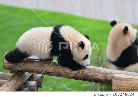 遊具の上を散歩する優浜 106246024