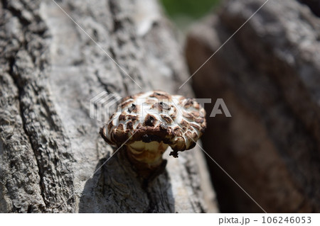 キノコの原木栽培 106246053