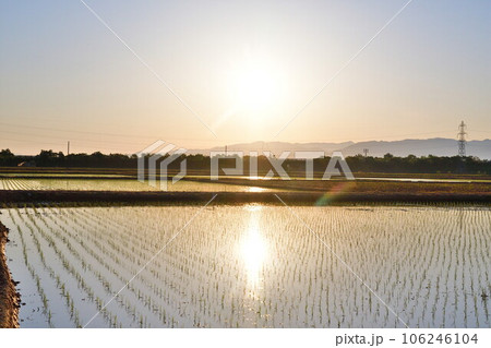 田植えイメージ 田植えイメージ 106246104