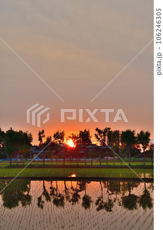 夏井のはさ木 朝景(新潟県) 夏井のはさ木 朝景(新潟県) 106246305