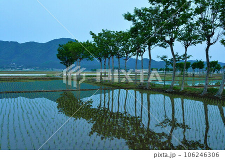 夏井のはさ木 朝景(新潟県) 夏井のはさ木 朝景(新潟県) 106246306