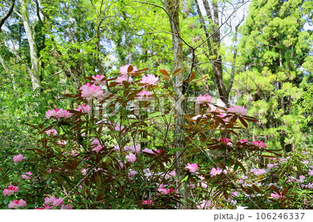 シャクナゲの花 満開 シャクナゲの花 満開 106246337