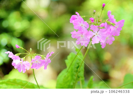 サクラソウの花　京舞曲 106246338