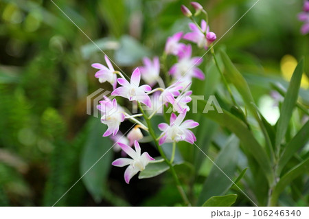 可愛いランの花　キンギアナム 106246340