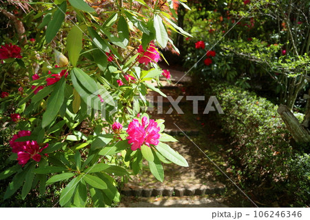 セイヨウシャクナゲの花 セイヨウシャクナゲの花 106246346