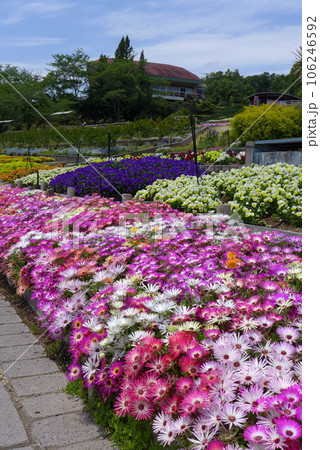 緑化センターの花壇　その3 106246592