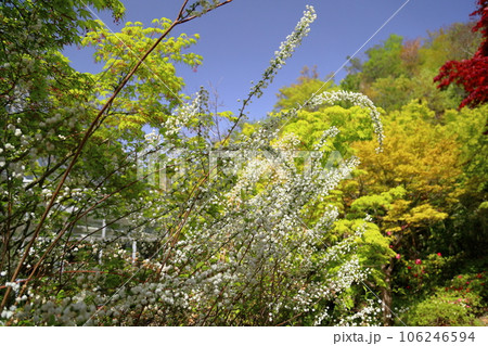 シジミバナの花 満開 シジミバナの花 満開 106246594