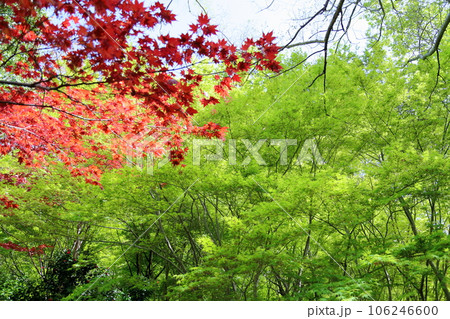 爽やかイロハモミジの若葉 106246600