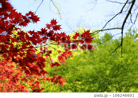 鮮やか楓　野村 106246601