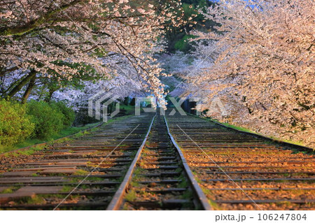 桜 106247804