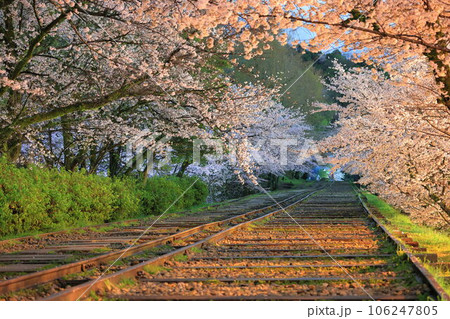 桜 桜 106247805