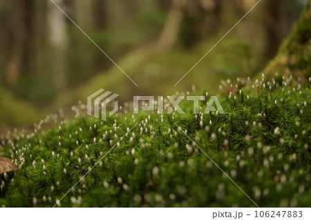 苔の胞子 106247883