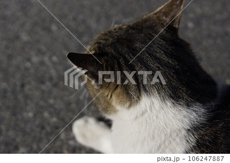 猫を見下ろす 猫を見下ろす 106247887
