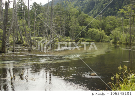 静かな大きな川で水草を食べる 106248101