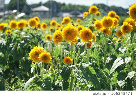 ひまわりフィスティバル　八重ひまわりの花が咲き誇る風景 106248471