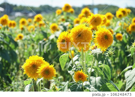 ひまわりフィスティバル　八重ひまわりの花が咲き誇る風景 106248473