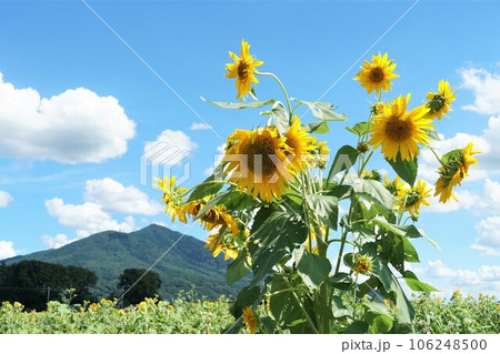 ひまわりフィスティバル　ひまわりの花が咲き誇る風景 106248500