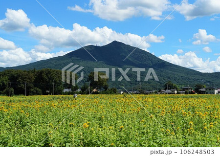 ひまわりフィスティバル ひまわりの花が咲き誇る風景 ひまわりフィスティバル ひまわりの花が咲き誇る風景 106248503