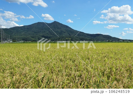 夏の筑波山ろく　収穫前　実りの田園風景 106248519