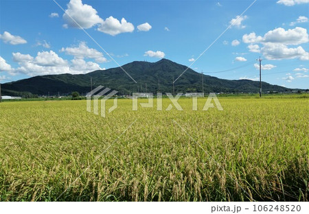 夏の筑波山ろく　収穫前　実りの田園風景 106248520