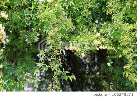 モッコウバラの花 咲始め モッコウバラの花 咲始め 106248671