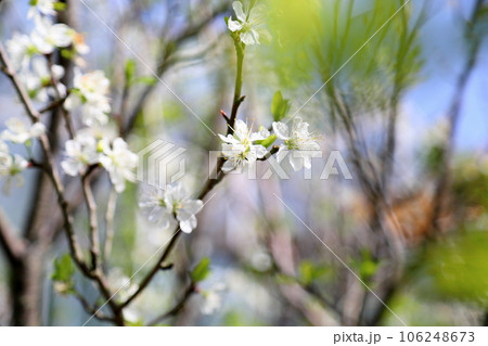 リキュウバイの花 リキュウバイの花 106248673