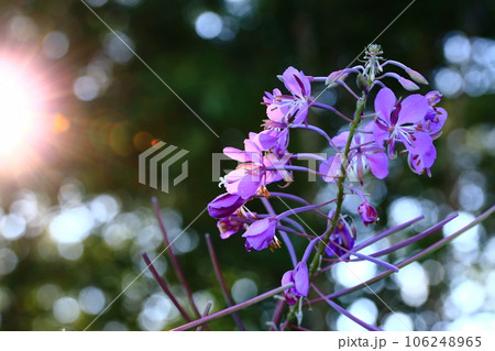 ヤナギラン 106248965