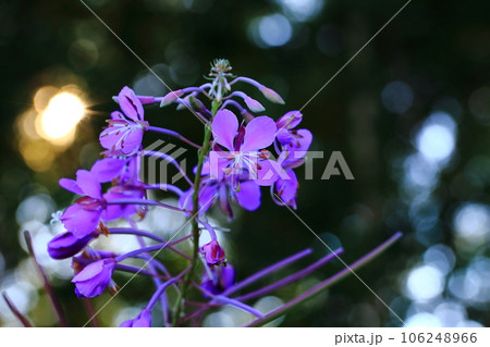 やなぎらん 106248966