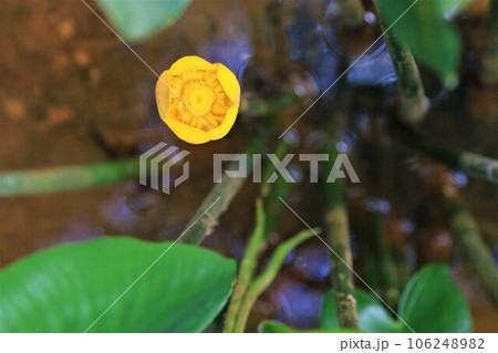 鳩山町の森の湿地帯を彩る絶滅危惧種コウホネの小さな黄色い花の生態写真 106248982