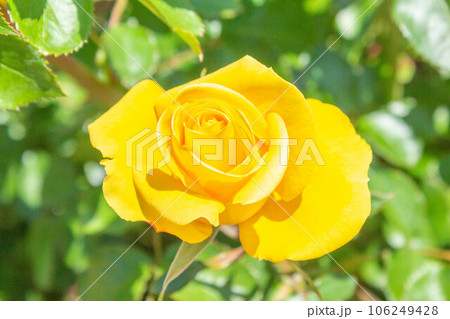 バラ【品種：レヨンドゥソレイユ】 106249428