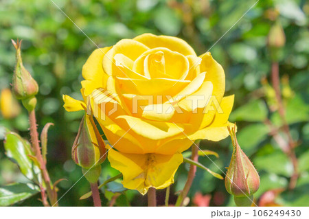 バラ【品種：レヨンドゥソレイユ】 106249430