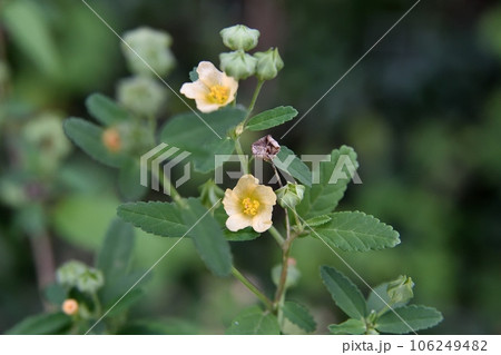 キンゴジカの花 106249482