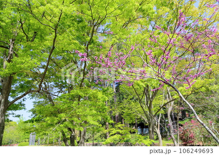 ハナズオウの花 ハナズオウの花 106249693