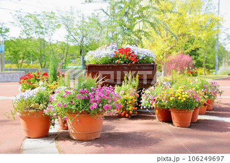 ビオラの花 106249697