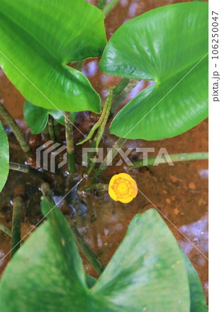 森の湿地帯に咲く絶滅危惧種コウホネの小さな黄色い花の生態写真 森の湿地帯に咲く絶滅危惧種コウホネの小さな黄色い花の生態写真 106250047