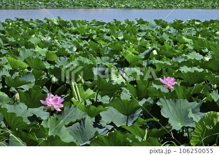 館林市城沼のハスの群生地 106250055
