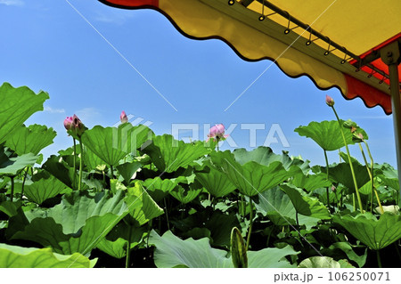 館林市城沼の花ハス遊覧船からのハスの群生地 館林市城沼の花ハス遊覧船からのハスの群生地 106250071