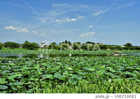 館林市城沼のハスの群生池と遊覧船 106250081