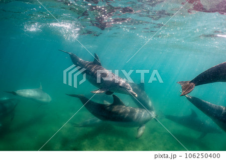 野生のイルカ　能登島022 106250400