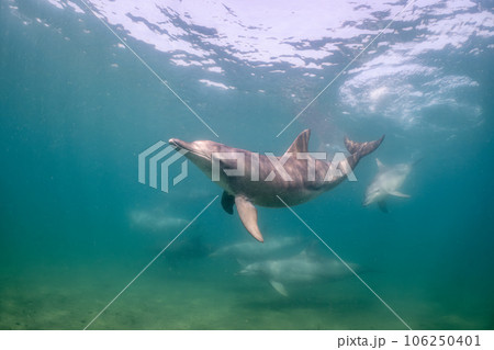 野生のイルカ　能登島023 106250401
