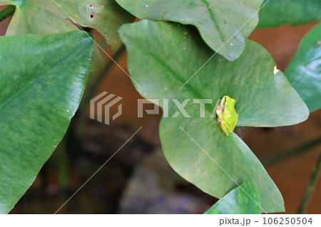 鳩山町の森の湿地帯で絶滅危惧種コウホネの葉に止まる雨蛙の生態写真 鳩山町の森の湿地帯で絶滅危惧種コウホネの葉に止まる雨蛙の生態写真 106250504