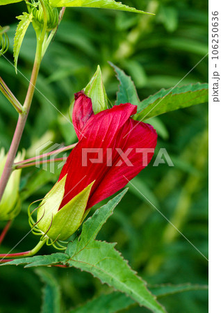 信濃川・やすらぎ堤の紅葉葵の花後 106250636