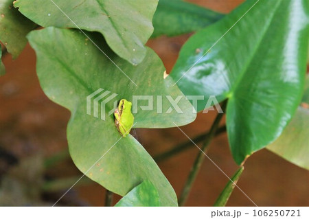 鳩山町の森の湿地帯に生息する絶滅危惧種コウホネの葉に止まる雨蛙の生態写真 106250721