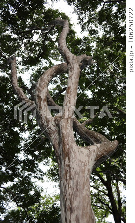 林の中の百日紅の木 林の中の百日紅の木 106250722